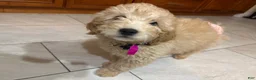 Mini Goldendoodle dogs for sale: Mini Goldendoodle Puppy 1 - Ad 7