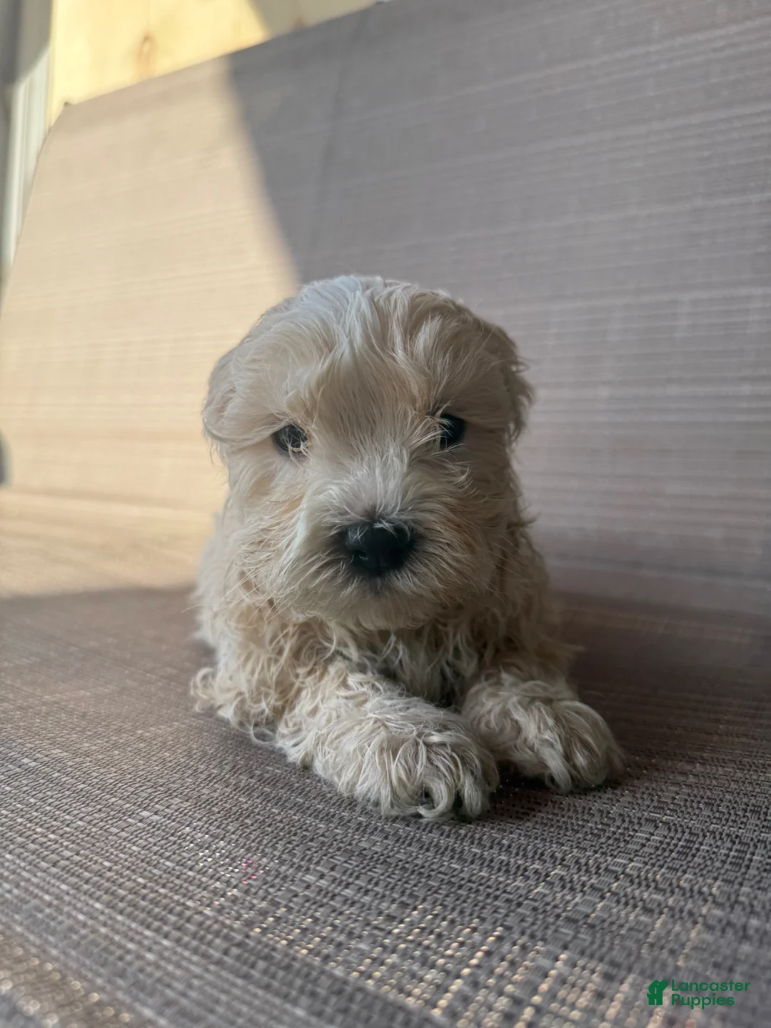 Maltipoo dogs for sale: Goldie - Ad 2