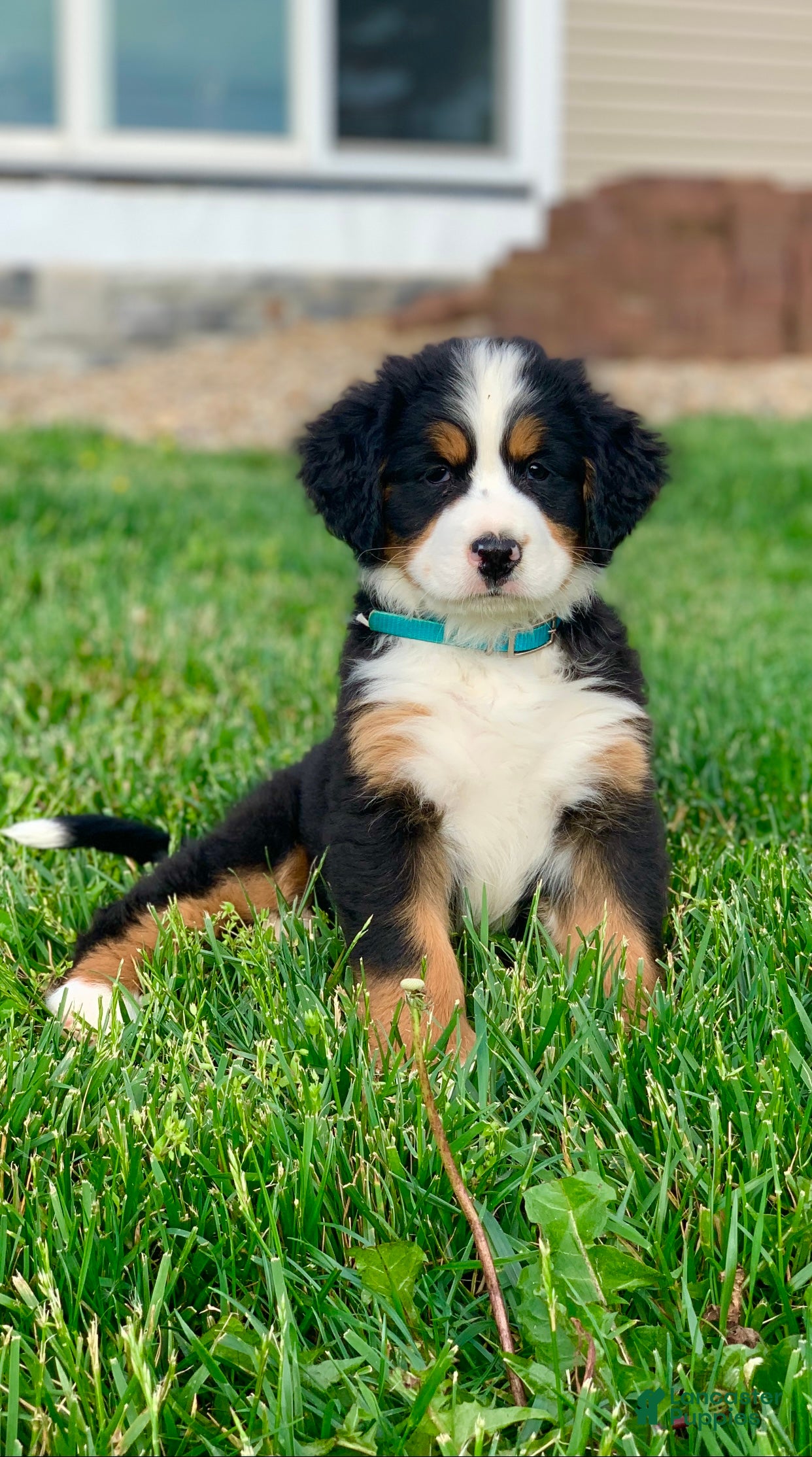 Bernese Mountain Dog dogs Elvis - Ad 1