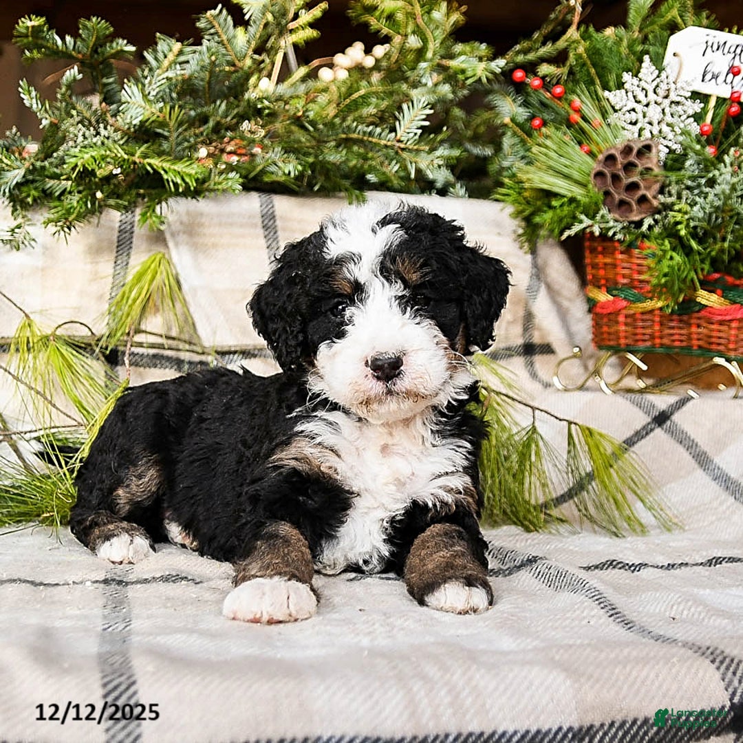 Mini Bernedoodle dogs for sale: Maggie - Ad 2