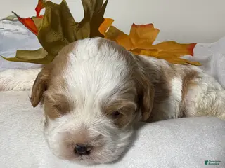 Cavapoo dogs Diamond Cavapoo - Ad 1