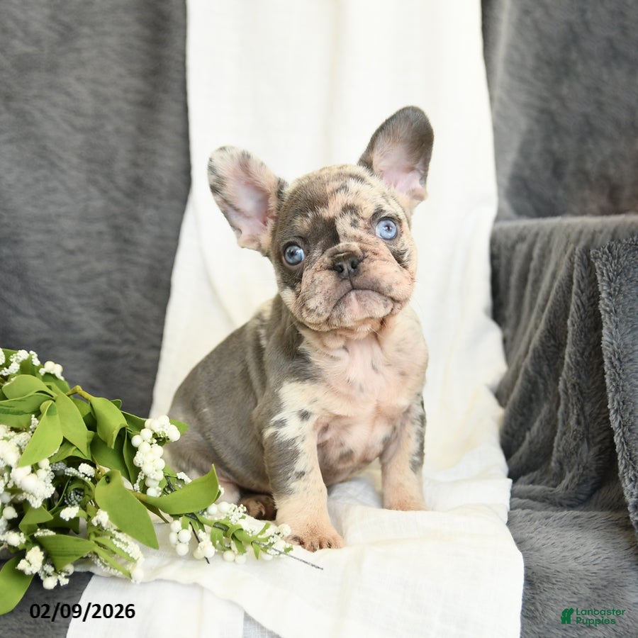 French Bulldog dogs Gracie - Ad 1