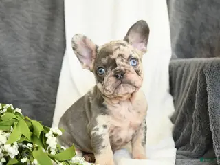 French Bulldog dogs for sale: Gracie - Ad 1