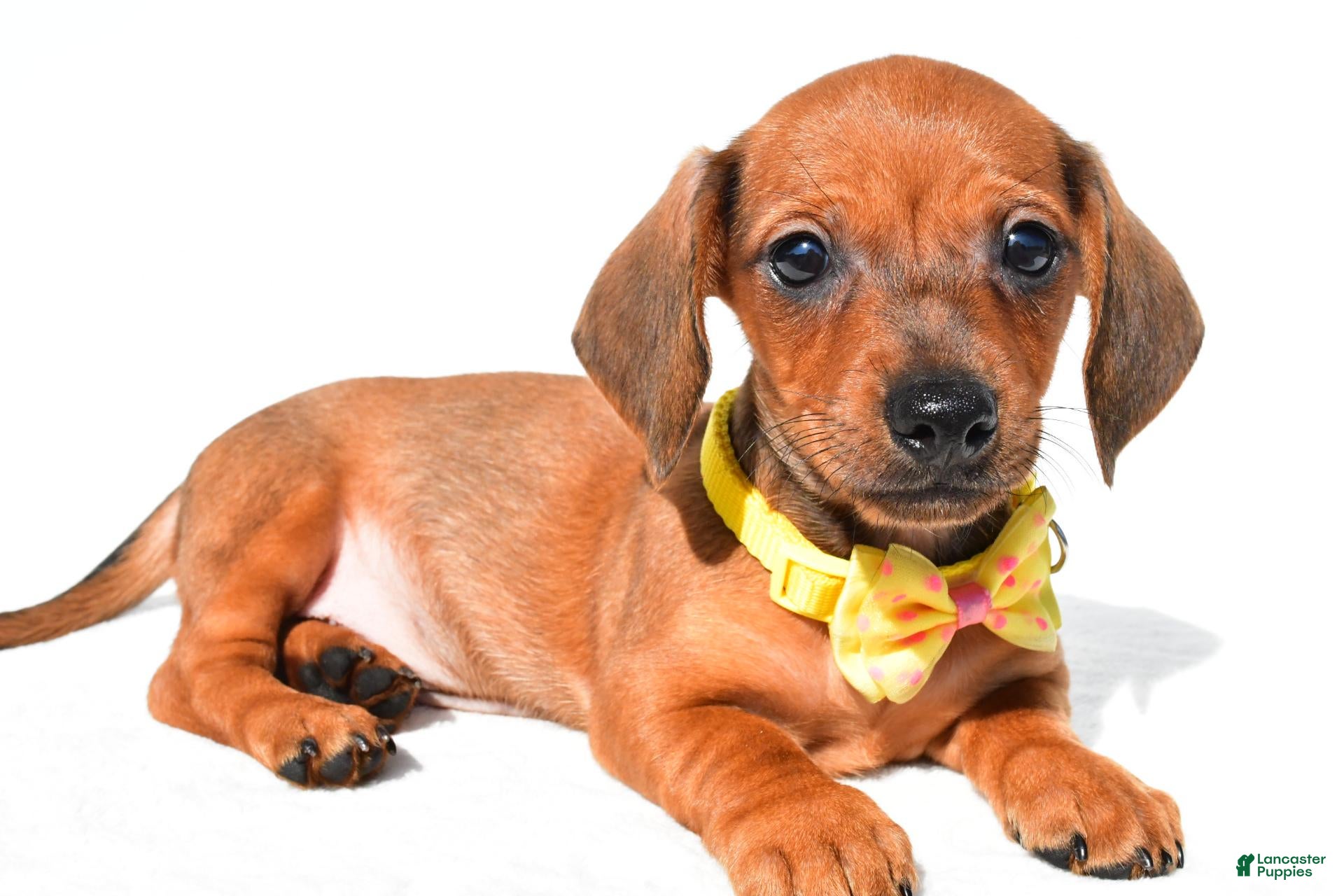 Miniature Dachshund dogs Jeff - Ad 2