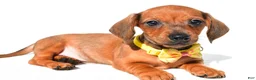 Miniature Dachshund dogs for sale: Jeff - Ad 2