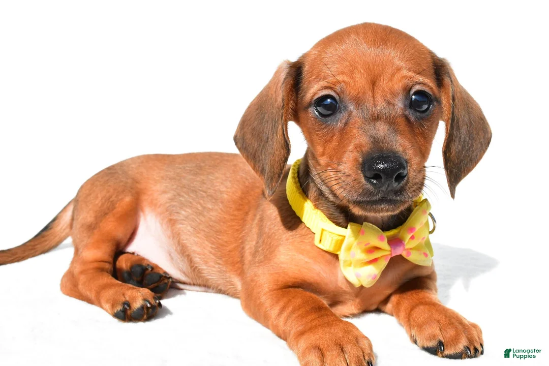Miniature Dachshund dogs for sale: Jeff - Ad 2