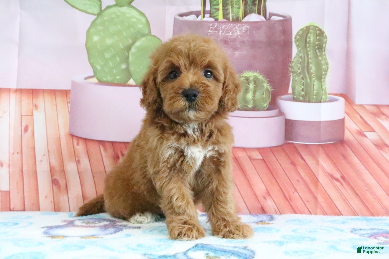 Mini Goldendoodle dogs Princess - Ad 2