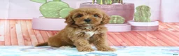 Mini Goldendoodle dogs for sale: Princess - Ad 2