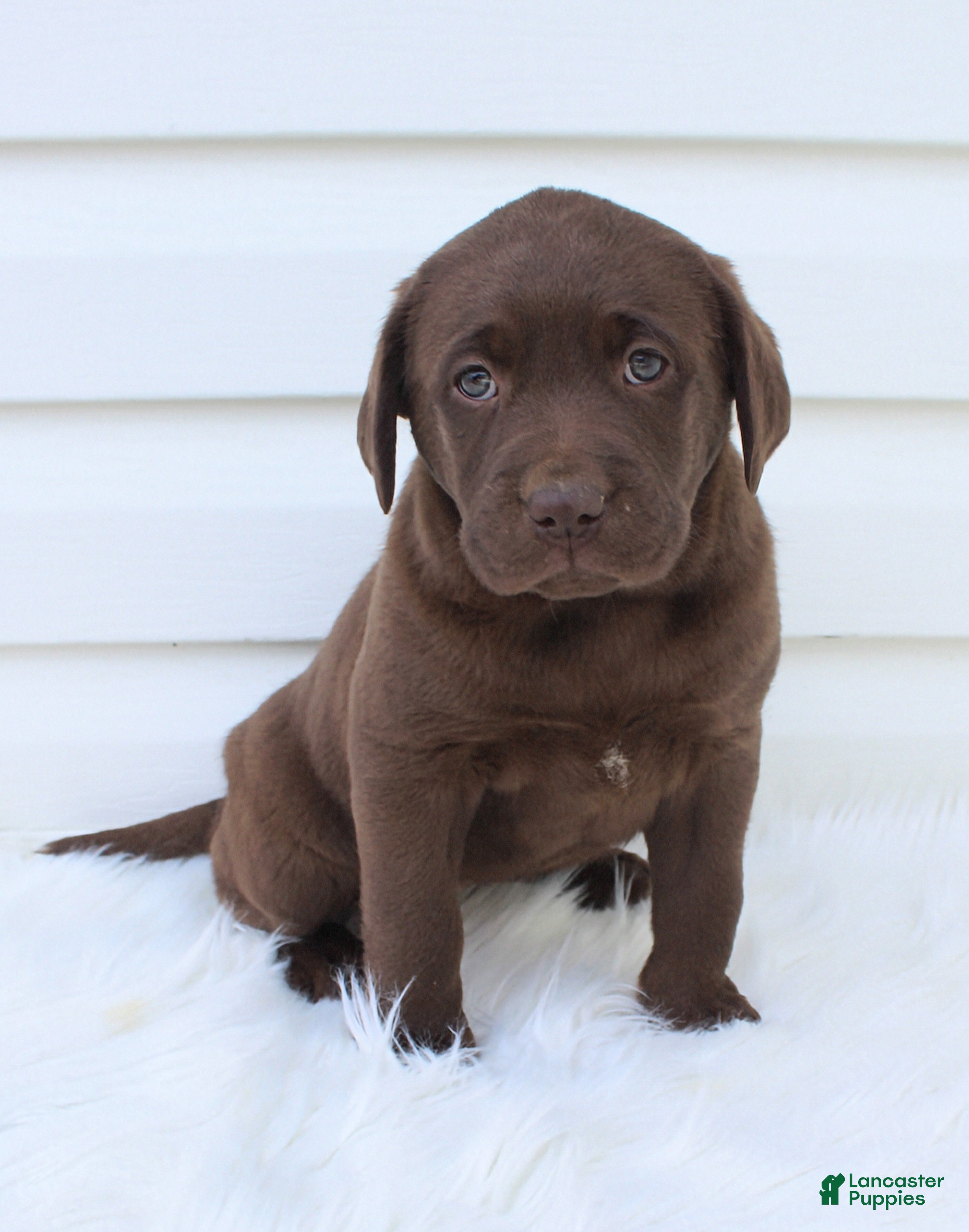 Labrador Retriever dogs Myla AKC - Ad 2