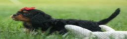 Cavalier King Charles Spaniel dogs for sale: Romeo 🐶 - Ad 8