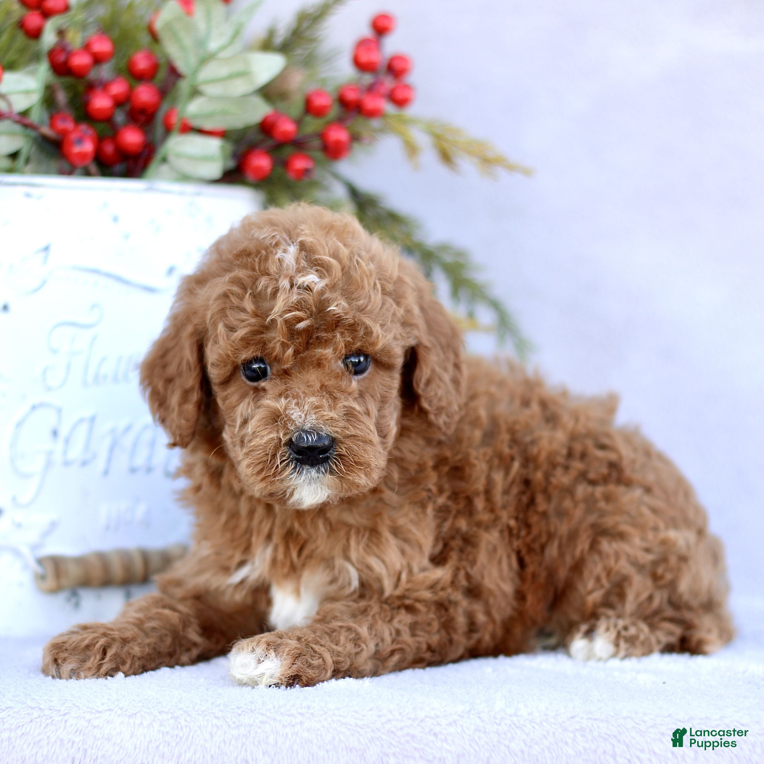 Mini Goldendoodle dogs Loki  - Ad 35