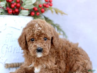 Mini Goldendoodle dogs Loki - Ad 19
