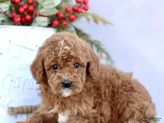 Mini Goldendoodle dogs Loki - Ad 26