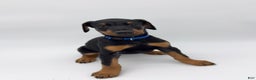 Doberman Pinscher dogs for sale: Blue - Ad 2