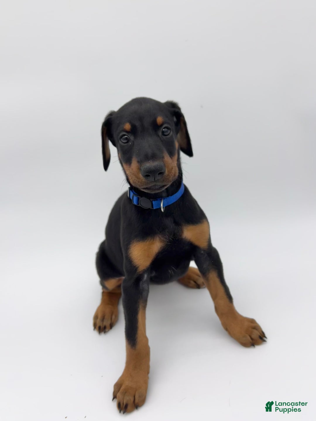 Doberman Pinscher dogs for sale: Blue - Ad 2