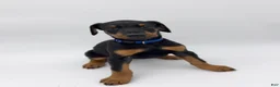 Doberman Pinscher dogs for sale: FULL AKC - Blue - Ad 12