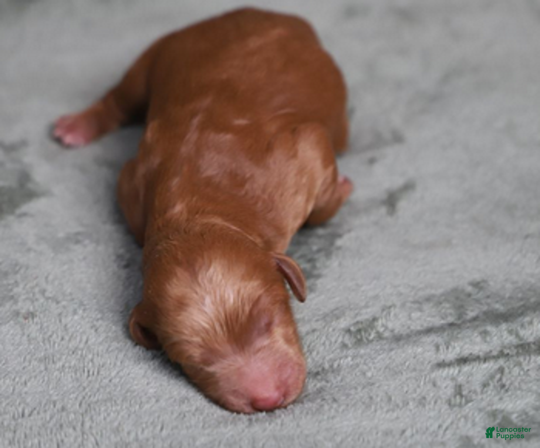 Goldendoodle dogs for sale: Lumi - Ad 6