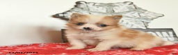 Pomeranian dogs for sale: Merry  - Ad 1