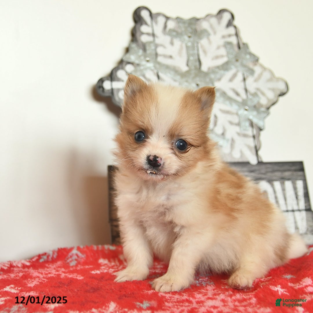 Pomeranian dogs for sale: Merry  - Ad 1