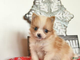 Pomeranian dogs Merry - Ad 25