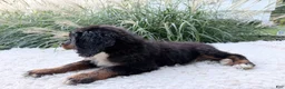 Bernedoodle dogs for sale: Stevie  - Ad 5