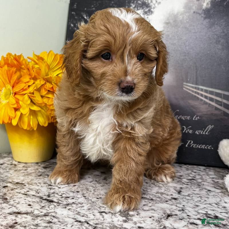 Mini Goldendoodle dogs Kilo (Miniature Boy) - Ad 3