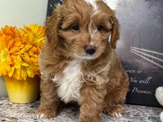 Mini Goldendoodle dogs Kilo (Miniature Boy) - Ad 39