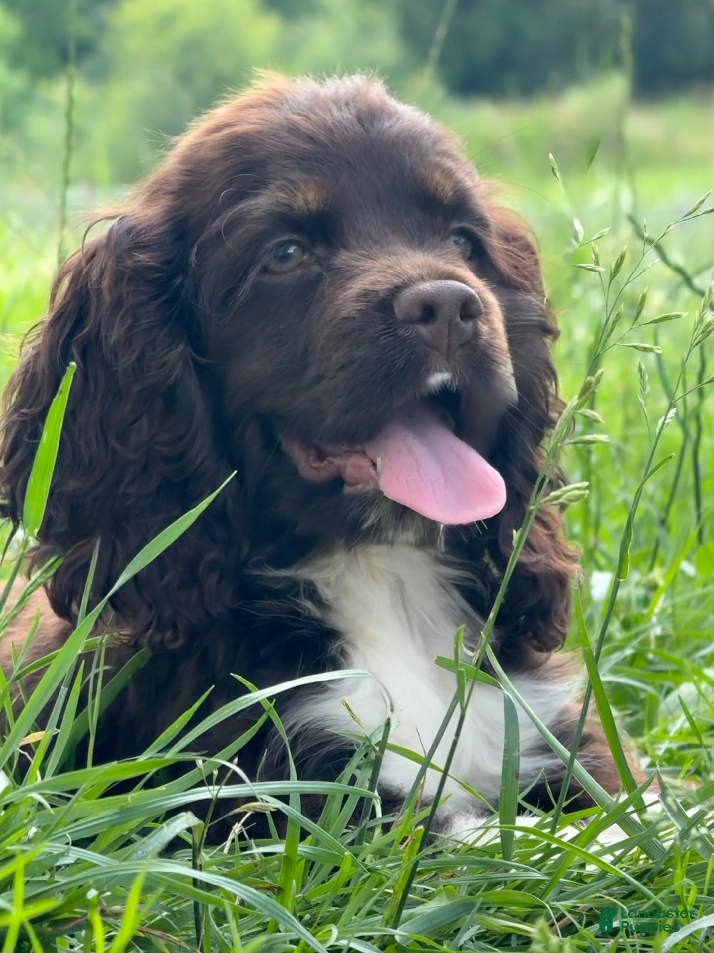 Cocker Spaniel dogs Kiwi - Ad 1