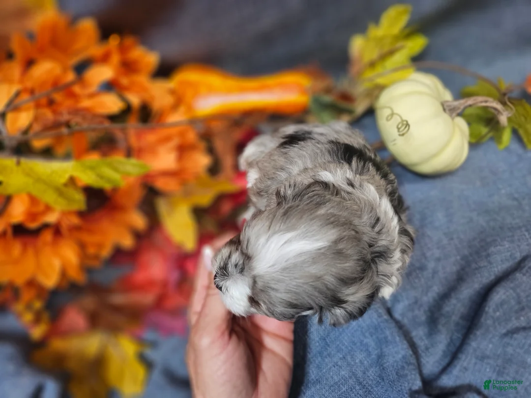 Maltipoo dogs for sale: Joey - Ad 10