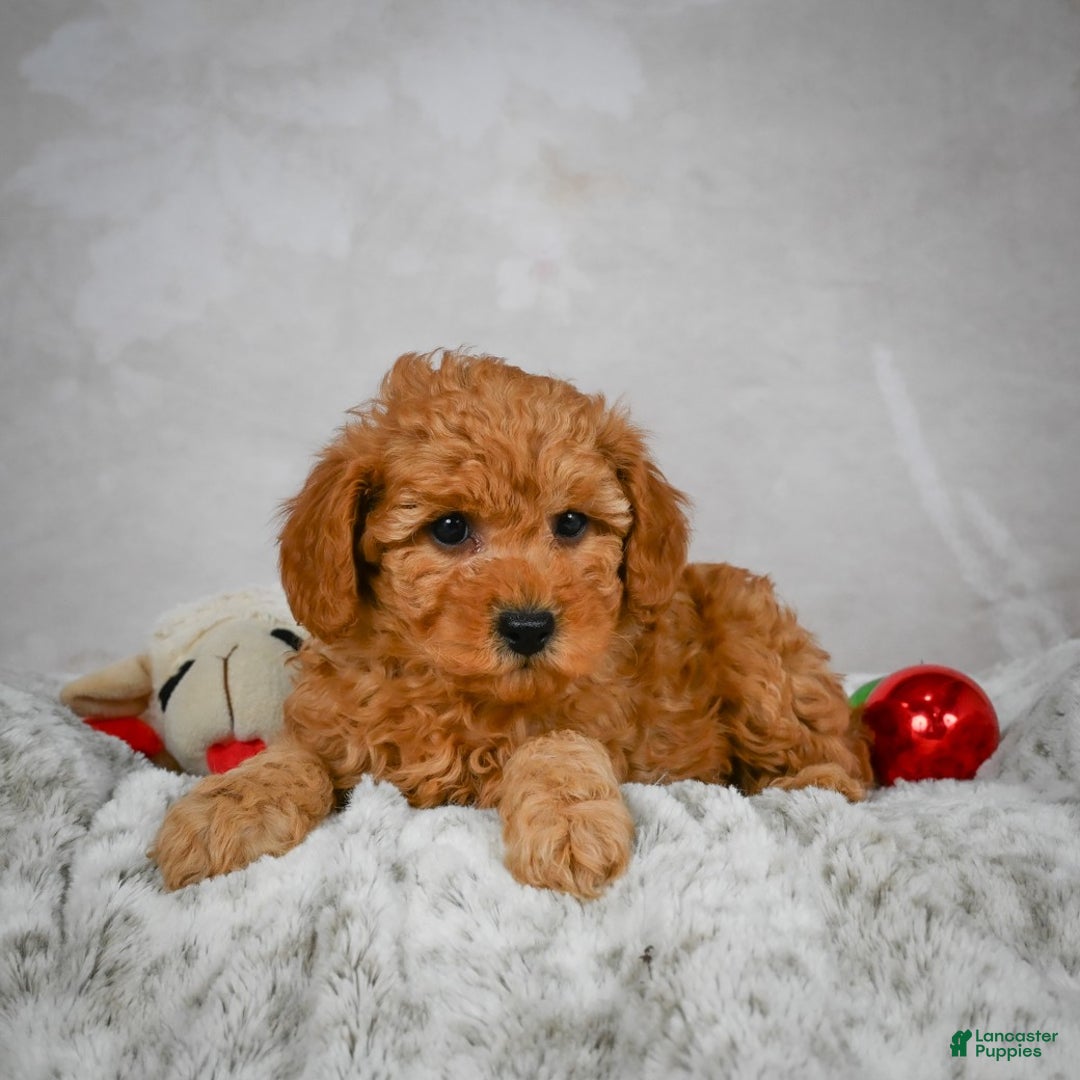 Miniature Poodle dogs for sale: Charles - Ad 7