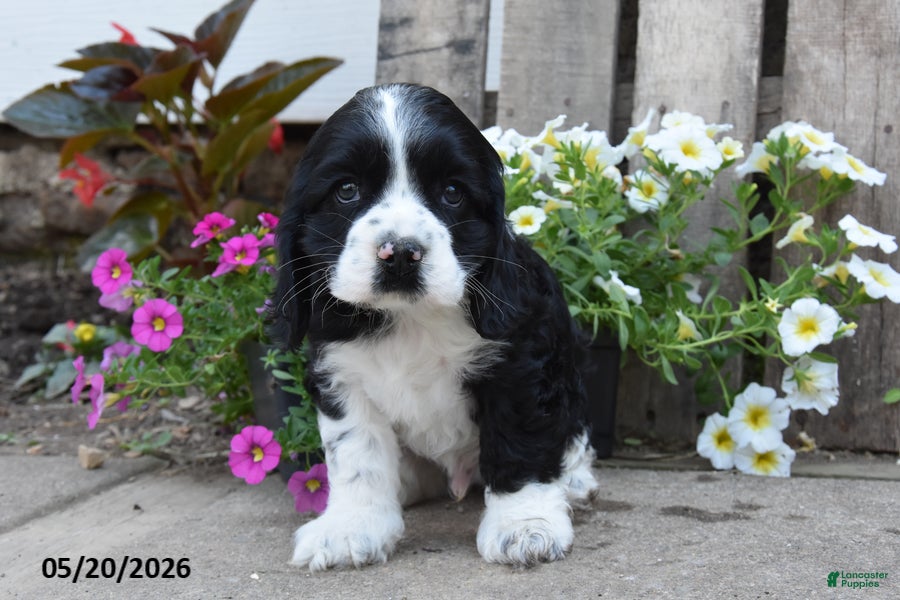 Cocker Spaniel dogs Dustin - Ad 2