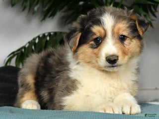 Australian Shepherd dogs - Ad 9