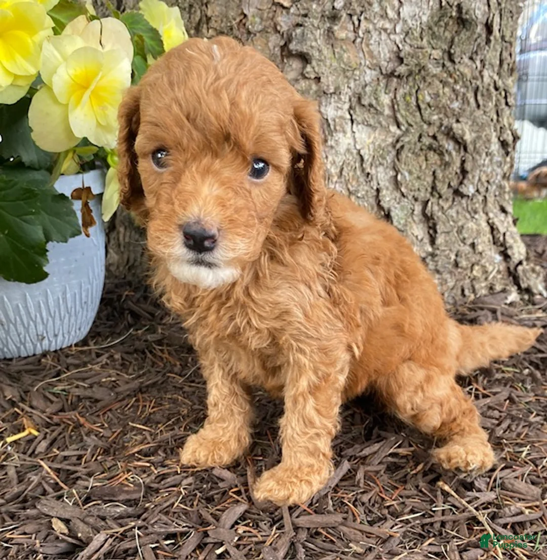 Mini Goldendoodle dogs for sale: Dusty- mini/ petite - Ad 4