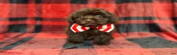 Shihpoo dogs for sale: Bryant - Ad 6