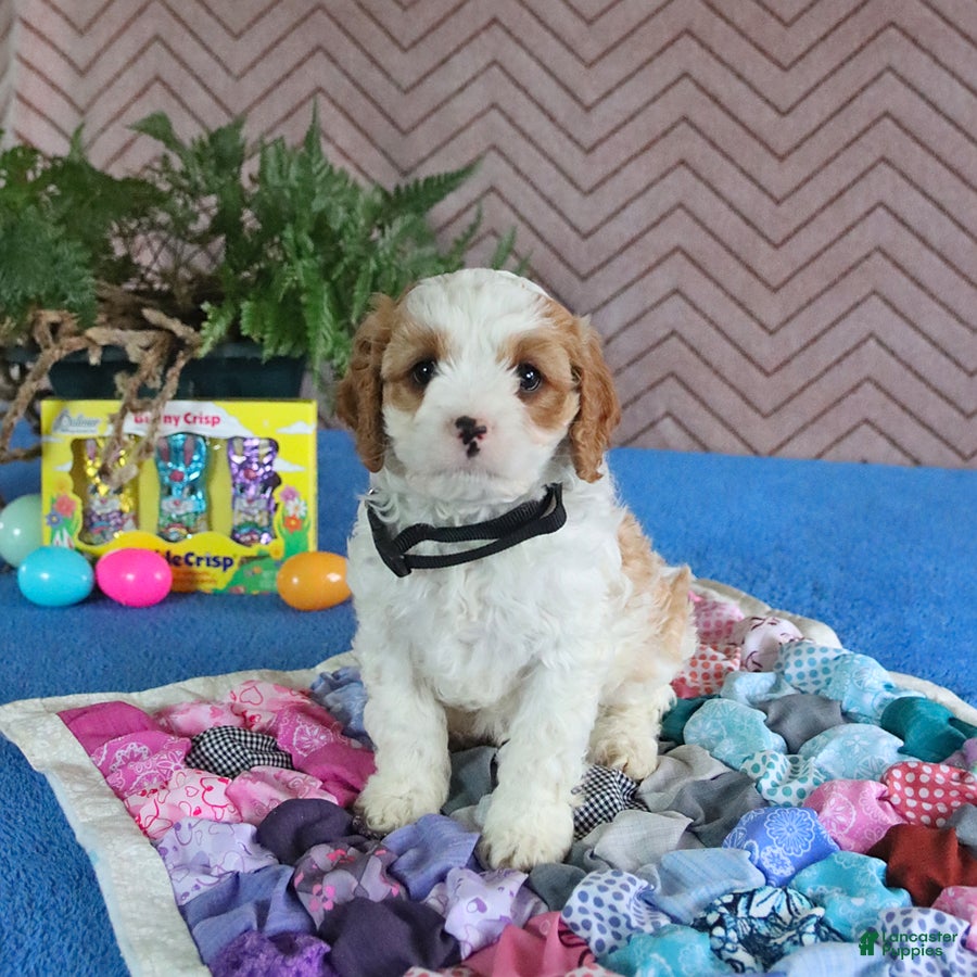 Cavapoo dogs Spotty - Ad 1