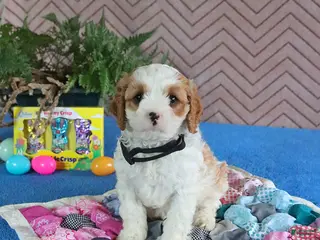 Cavapoo dogs for sale: Spotty - Ad 4