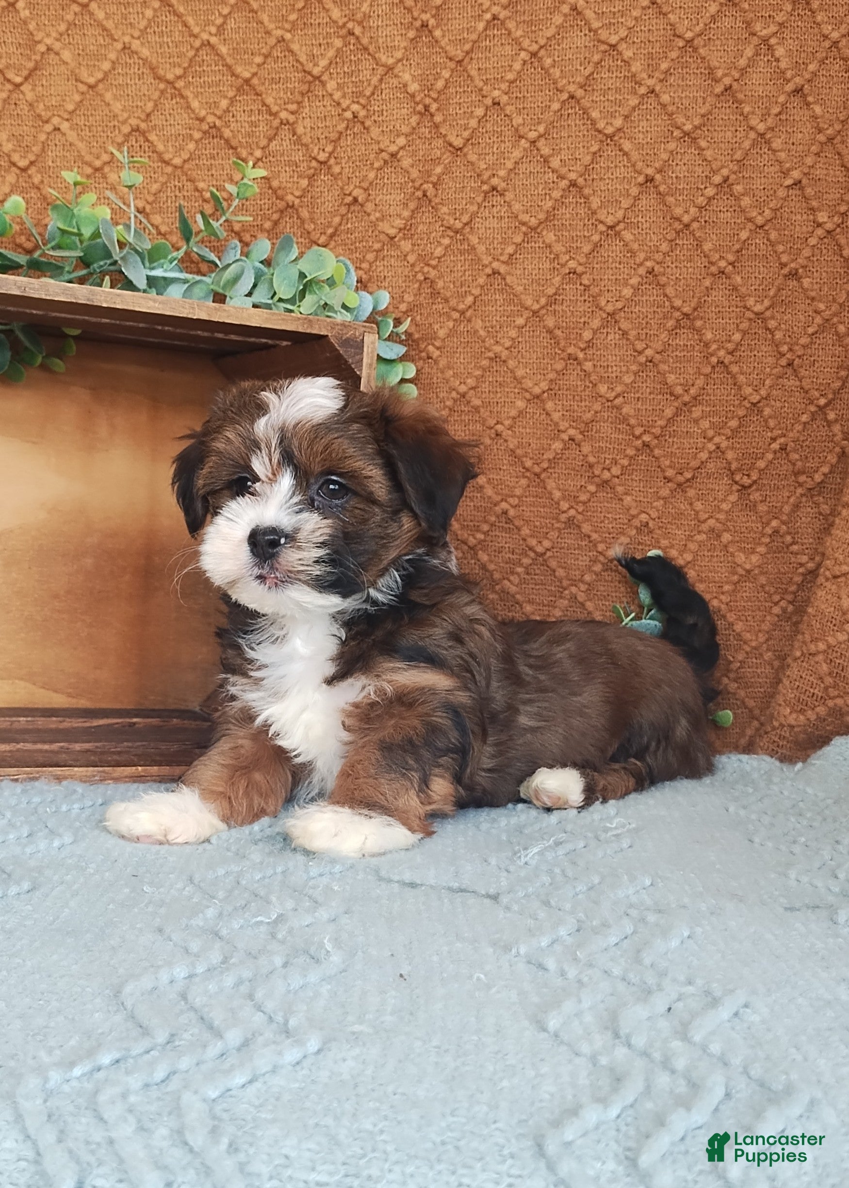 Havanese dogs Pearl  - Ad 2