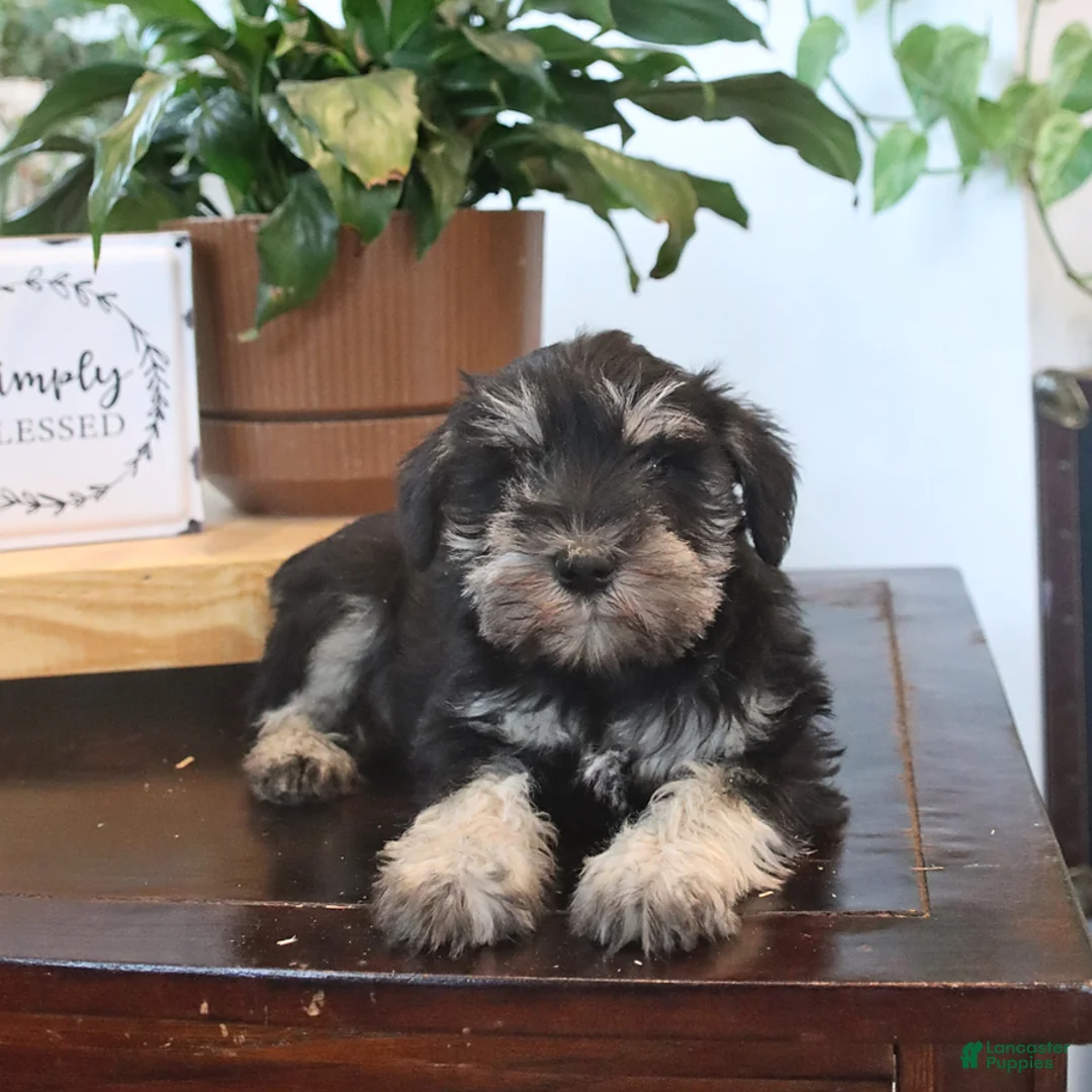 Miniature Schnauzer dogs for sale: Greta - Ad 3