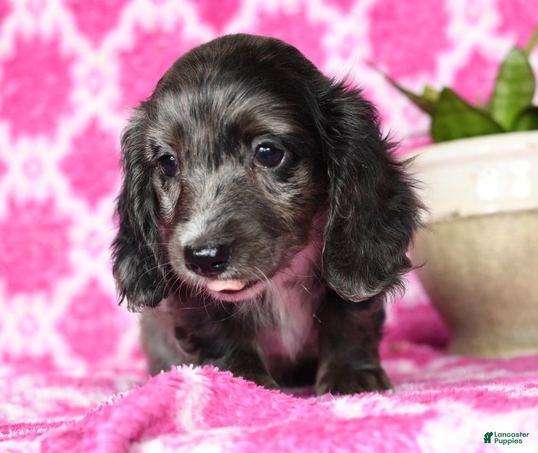 Miniature Dachshund dogs for sale: Gabby - Ad 6