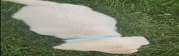 Labrador Retriever dogs for sale: Labrador Retriever Puppy 1 - Ad 12