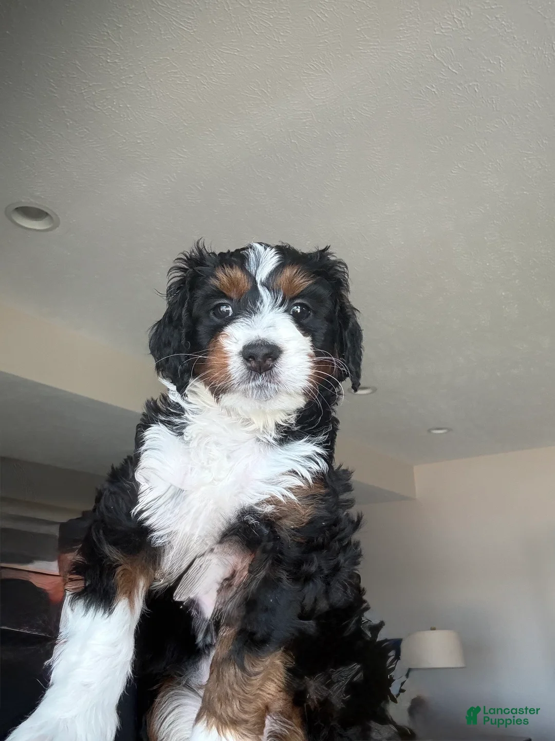 Bernedoodle dogs for sale: Cream Puff - Ad 2