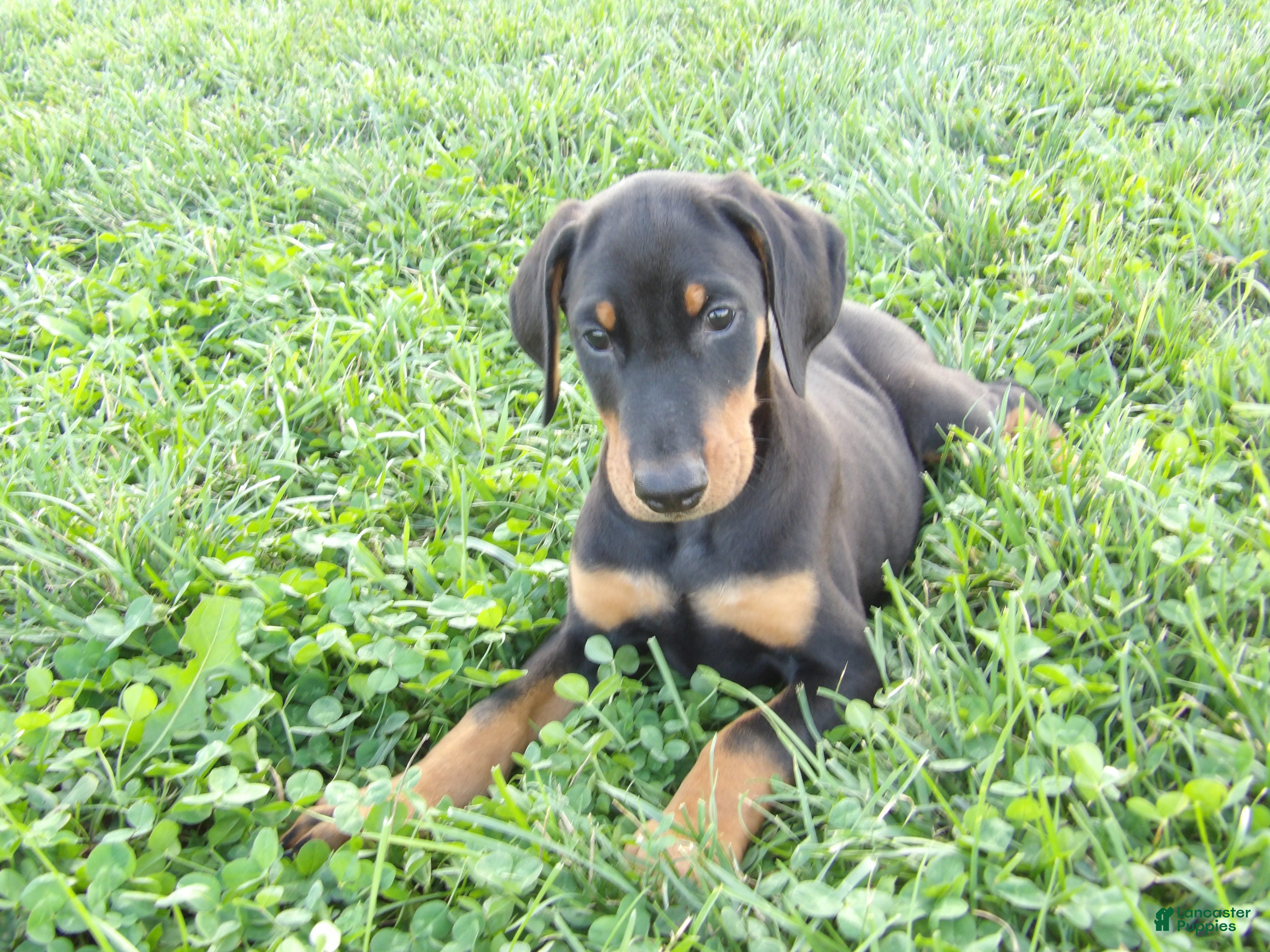 Doberman Pinscher dogs Max - Ad 1