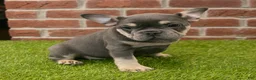 French Bulldog dogs for sale: Macy - Ad 5