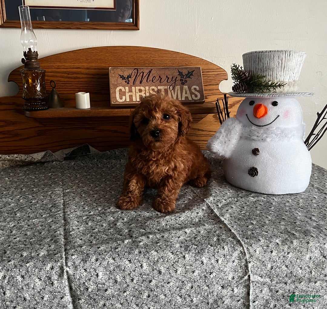 Toy Poodle dogs for sale: Justin - Ad 8