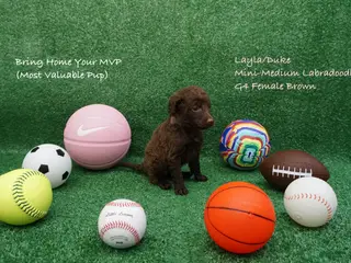 Miniature Labradoodle dogs LD G4 - Ad 21