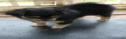 Mixed Breed dogs for sale: Betsy Ross - Ad 3