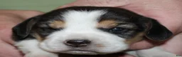 Beagle dogs for sale: Gavin - Ad 3