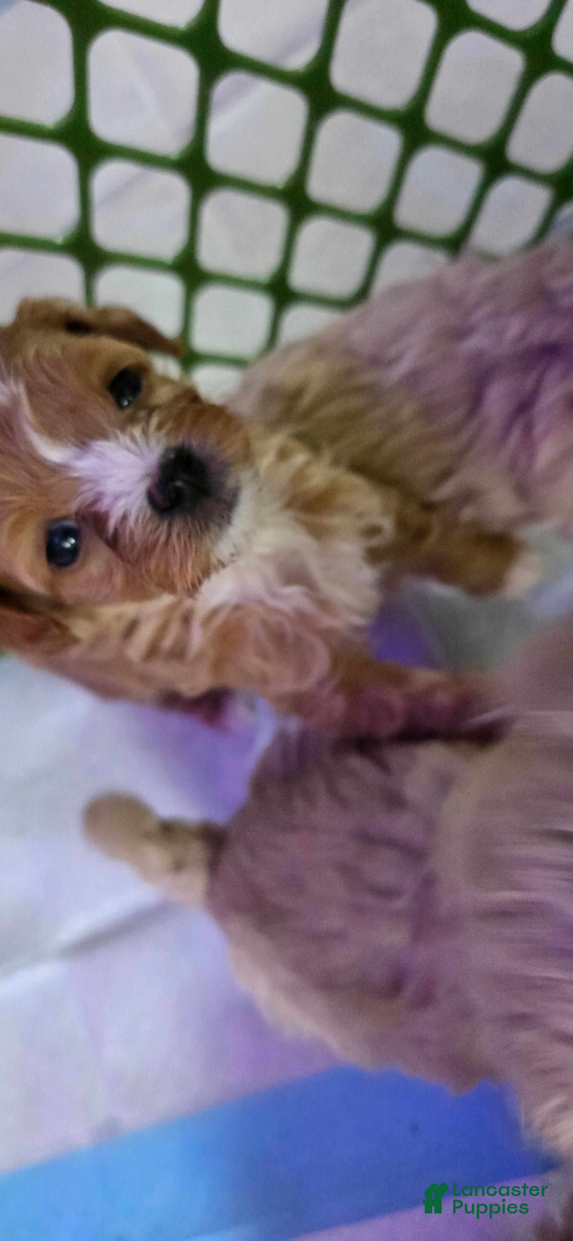 Bichpoo dogs Bichpoo 3 - Ad 10
