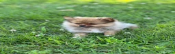 Pomeranian dogs for sale: Ruby - Ad 3