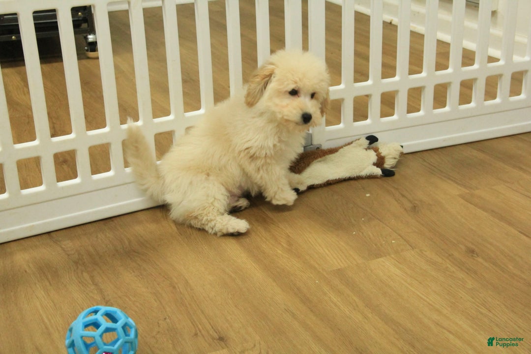 Bichpoo dogs for sale: River - Ad 4